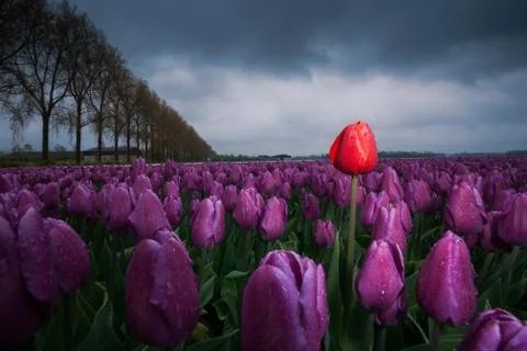 Dark clouds are gathering over a field with Netherland tulips. Spring has its Stock Photos