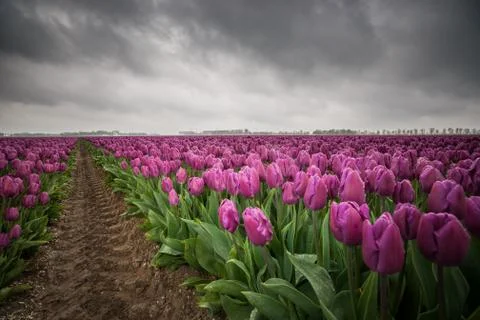 Dark clouds are gathering over a field with Netherland tulips. Spring has its Stock Photos