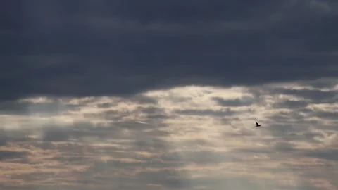 Dark clouds with bright sun beams - sky background, bird, sunrays - real time Stock Footage 153841433