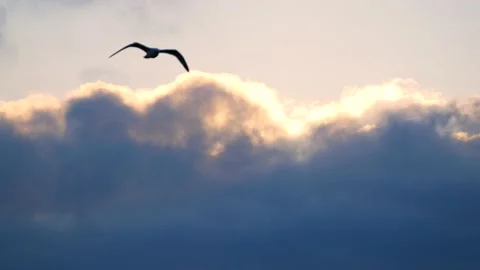 Dark clouds with golden sun beams - sky background, birds, sunrise - real time Stock Footage 154682064