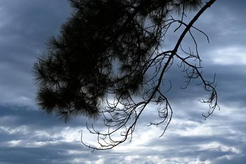 Dark clouds loom above a lone pine silhouette Stock Photos
