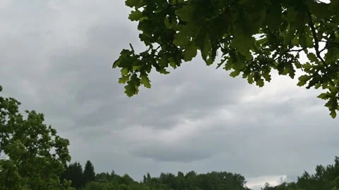 Dark clouds move in across the sky with lush green trees in view. Stock Footage 339024301