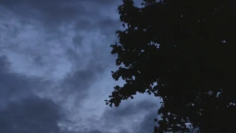 Dark clouds moving behind the trees at dusk Stock Footage 79822497