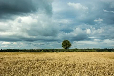 Dark clouds over a field of grain and a single tree Stock Photos