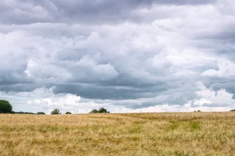 Dark clouds over a field of wheat grain Stock Photos