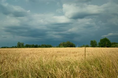 Dark clouds over the grain field, summer view Stock Photos