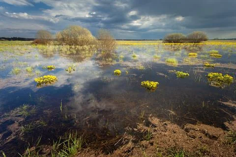 Dark clouds over the marshes Stock Photos