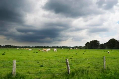 Dark clouds over the pasture Stock Photos