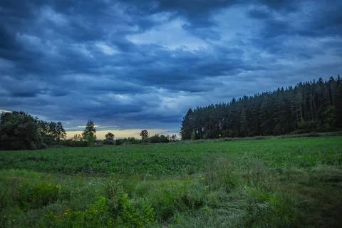 Dark clouds over a pine forest Stock Photos