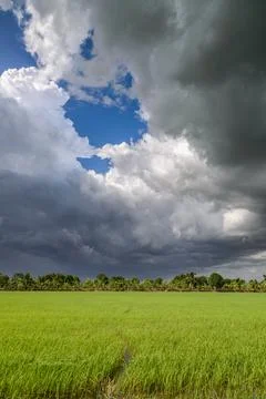 Dark clouds over rice field before rain storm. Natural background Stock Photos