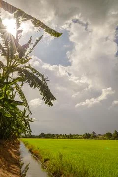 Dark clouds over rice field before rain storm. Natural background Stock Photos