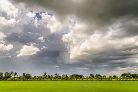 Dark clouds over rice field before rain storm. Natural background Stock Photos