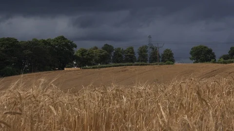 Dark clouds over wheat field blowing in the wind UK 4K Stock Footage 112172193