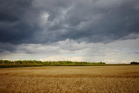 Dark clouds over wheat field of Ukraine Stock Photos