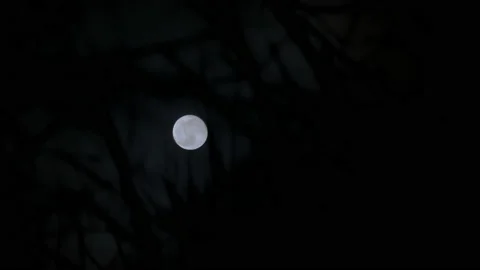 Dark clouds past shining full moon at night time with spooky tree branches Stock Footage 230171247