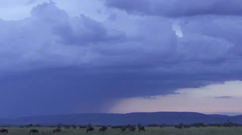 Dark clouds, rain in the distance, wildebeests Stock Footage 12657486