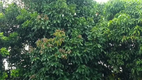 Dark Clouds Raining Stock Footage 230391679