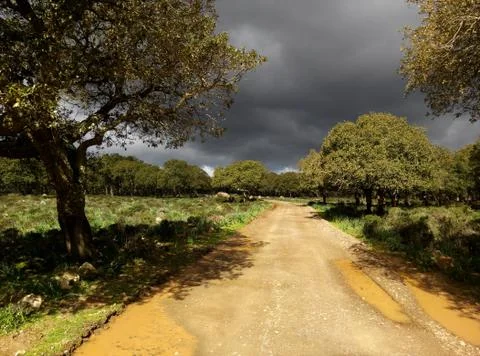 Dark clouds on the Road through the Olive Trees at Italian Sardinia Stock Photos