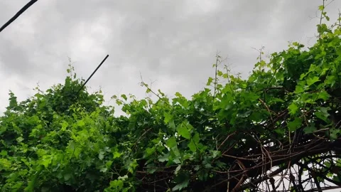 Dark clouds in the sky and green grape vines 库存影片 272287331