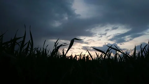 Dark clouds before the storm above the grass Stock Footage 113147420