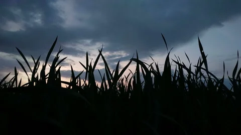 Dark clouds before the storm above the grass Stock Footage 113326263