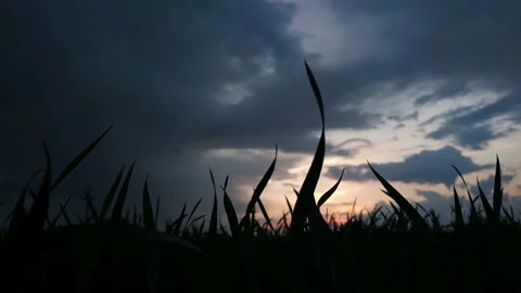 Dark clouds before the storm above the grass Stock Footage 113354023