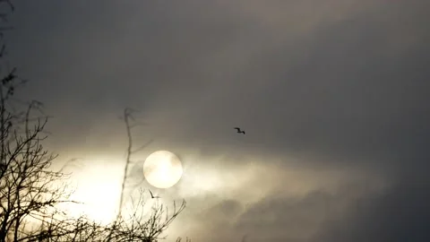 Dark clouds, white sun ball, flying birds at sunrise - mystical sky - real time Stock Footage 154552020