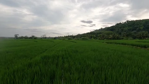 Dark Cloudy Skies Over Green Rice Fields – Rural Indonesia Stock Footage 322177656