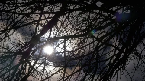 Dark cloudy sky through trees Stock Footage 78632597