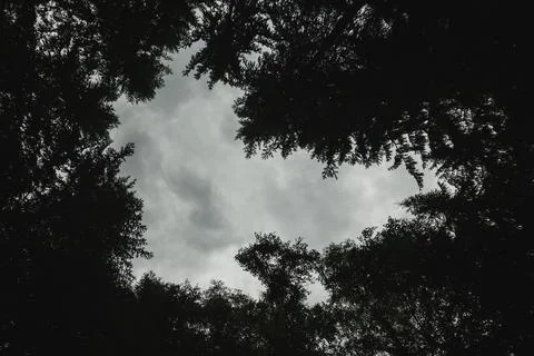 Dark cloudy sky. Top view from the forest Stock Photos