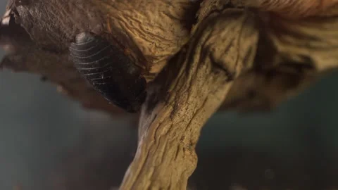 Dark Cockroach Nymph Crawling Through Tree Bark Видео 335801299
