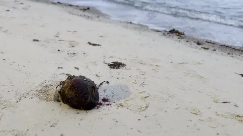 A dark coconut with red paint splatters resembling blood rests on a serene sandy 動画素材 313363430