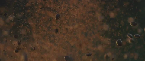 Dark coffee beans exploding Stock Footage 247382516