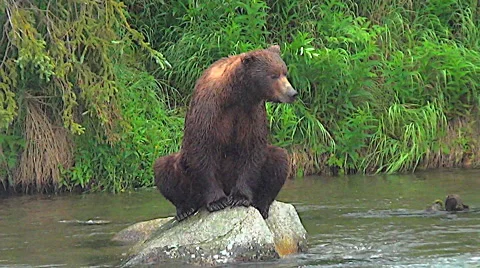 Dark Colored Alaskan Brown Bear Sits on Rock in River in the Rain Stock Footage 50431083