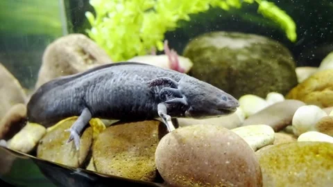 Dark Colored Axolotl Resting On The Rocks In The Aquarium Stock Footage 336360075