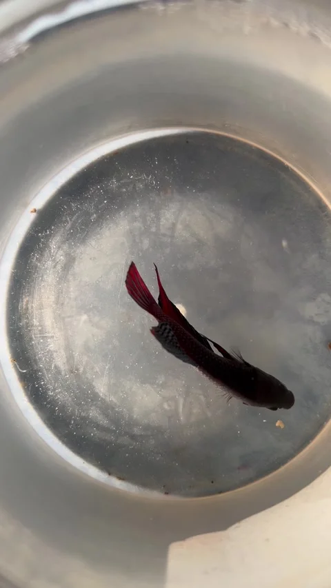 Dark colored Betta fish swimming in a small container 库存影片 340990023