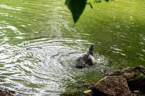 A dark-colored bird enjoys a refreshing bath in a pond, splashing water pla.. 库存照片