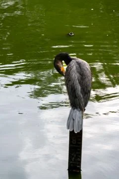 A dark-colored bird perches on a post, preening its feathers over a body of.. Stock Photos