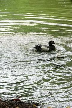 A dark-colored bird preens itself in a rippling pond, splashing water around. Фото