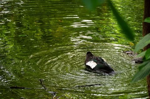 A dark-colored bird preens itself in a still, green pond. Ripples spread fr.. 库存照片