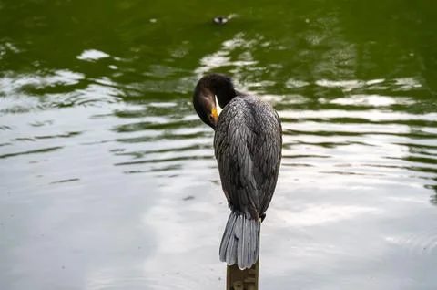 A dark-colored bird preens itself on a post in calm water. Stock Photos