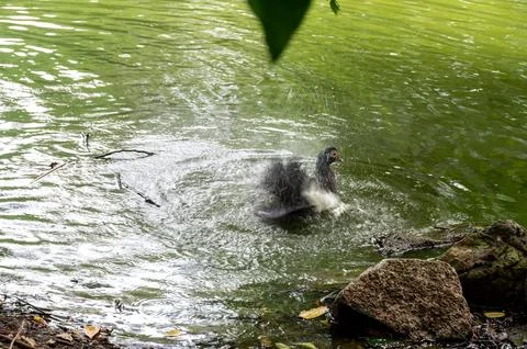 A dark-colored bird splashes in a pond, enjoying a refreshing bath. Water d.. Stock-Fotos