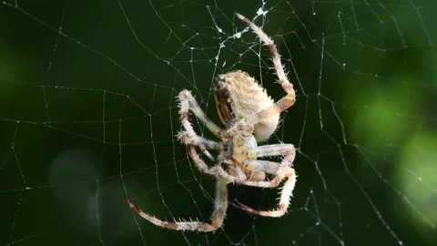 The dark colored Brown Sailor Spider (Neoscona nautica) Stock Footage 164532306