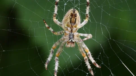 The dark colored Brown Sailor Spider (Neoscona nautica) Stock Footage 164532763