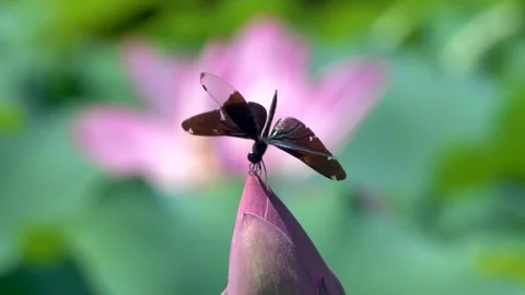 Dark-colored dragonfly is perched delicately on a purple-tinted lotus bud Stock Footage 313184518