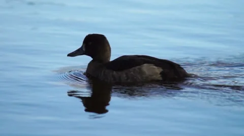 Dark colored duck moving in river Stock Footage 32691579