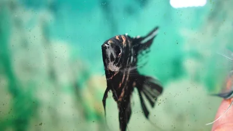 A dark-colored fish swims in an aquarium Stock Footage 325668807