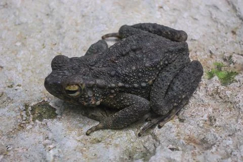 A dark colored frog is resting Stock Photos