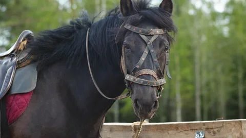 A dark-colored horse stands in a paddock Видео 202911378