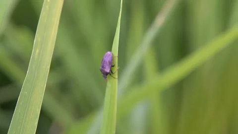 Dark-colored insect clinging to a blade of bright green grass. Stock Footage 301082172